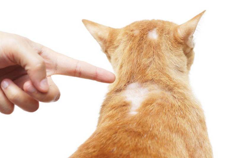 發現貓脖子禿一塊怎麼辦?GOMO PET FOOD亮麗爆毛蛋粉能提供非常優質的蛋白質，更富含維生素B 群、維生素D、卵磷脂和DHA，有助於貓咪毛髮長得更濃密、亮麗。