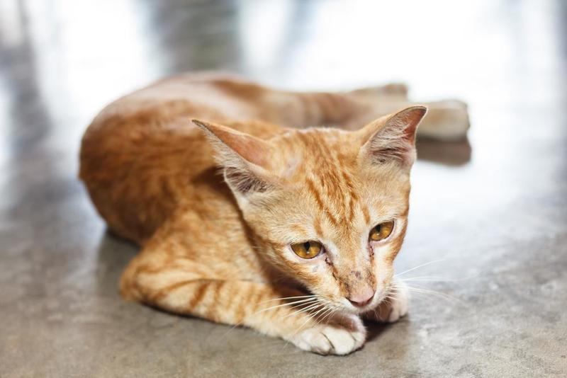貓突然變瘦怎麼辦？GOMO PET FOOD免疫調節葡聚糖，可以增加貓咪抵抗力、幫助成長發育、保持眼睛明亮並增進神經系統健康， 為貓犬提供全面守護。