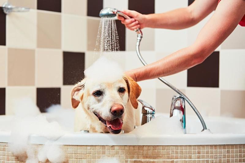維持狗狗清潔才能預防狗狗皮膚病黴菌