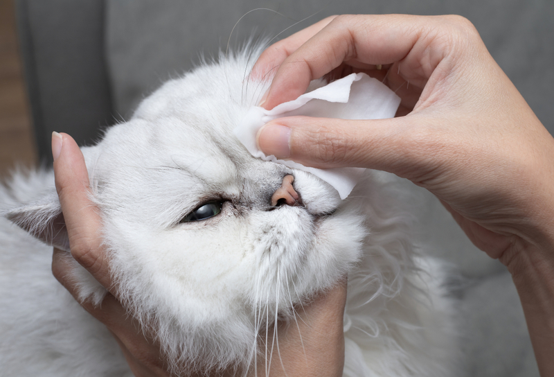 貓眼睛分泌物太多有什麼問題？解析6大貓咪常見眼疾
